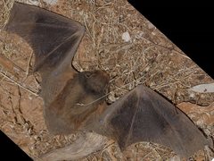 Chalinolobus gouldii