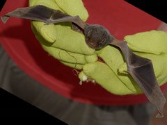 Chalinolobus gouldii