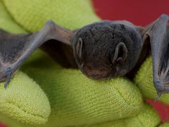 Chalinolobus gouldii