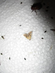 Elophila nebulosalis