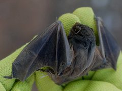 Chalinolobus gouldii