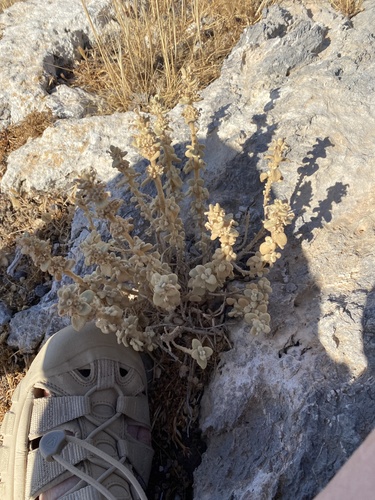 False Dittany (Pseudodictamnus mediterraneus)