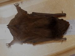 Chalinolobus gouldii