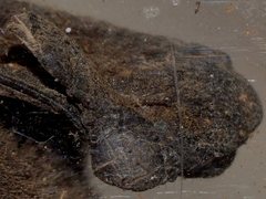 Chalinolobus gouldii