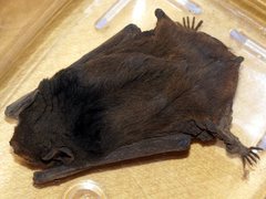 Chalinolobus gouldii