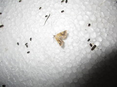 Elophila nebulosalis