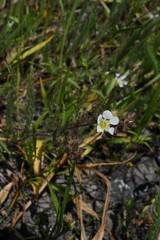 Ivesia sericoleuca