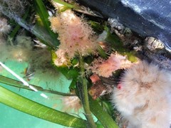 Eupentacta quinquesemita