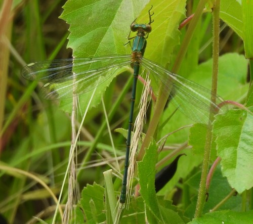 Western Willow Spreadwing, BeA2, Eindhoven, Netherlands, photo 9 of 10