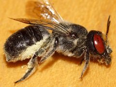 Megachile aurifrons