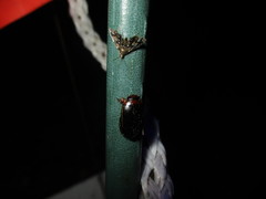 Hydaticus bimarginatus