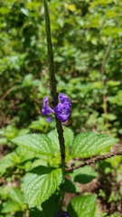 Stachytarpheta frantzii