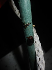 Hydaticus bimarginatus