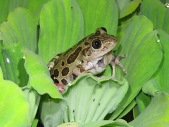 Hylambates maculatus