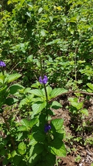 Stachytarpheta frantzii