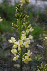 Lupinus arbustus