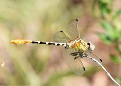 Erpetogomphus designatus
