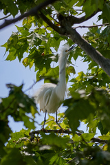 Egretta thula