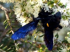 Laeviscolia frontalis