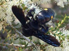 Laeviscolia frontalis