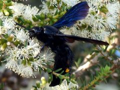 Laeviscolia frontalis