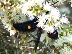 Laeviscolia frontalis