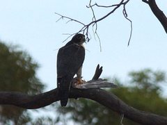 Falco peregrinus macropus