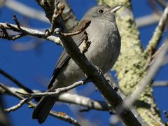 Colluricincla harmonica harmonica
