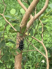 Anoplophora macularia