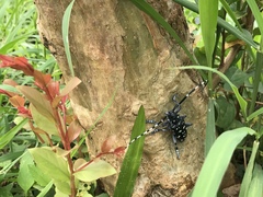 Anoplophora macularia