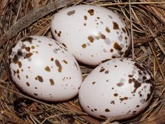 Colluricincla harmonica harmonica