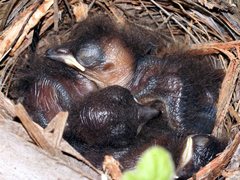 Colluricincla harmonica harmonica