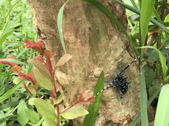 Anoplophora macularia