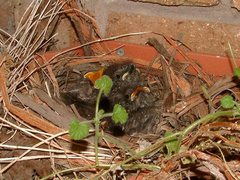 Colluricincla harmonica harmonica