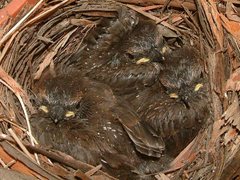 Colluricincla harmonica harmonica