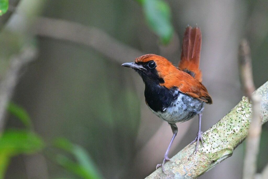 Okinawa Robin in July 2022 by nhm6306 · iNaturalist