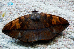 Lepidoptera