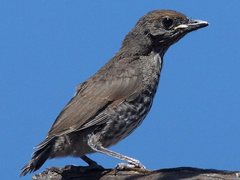 Colluricincla harmonica harmonica