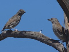 Colluricincla harmonica harmonica