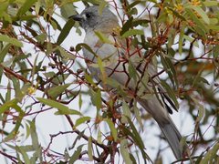 Colluricincla harmonica harmonica