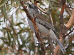 Colluricincla harmonica harmonica