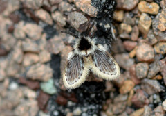 Lepiseodina conspicua