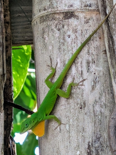 Graham's Anole, Anolis grahami