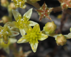 Dudleya multicaulis