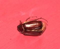 Phyllophaga anxia