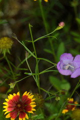 Agalinis strictifolia