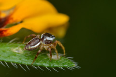 Pelegrina pervaga