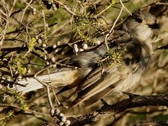Pachycephala inornata