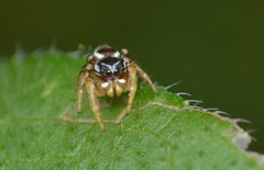 Pelegrina pervaga