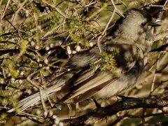 Pachycephala inornata
